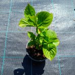 Hortenzia kalinolistá (Hydrangea macrophylla) ´RED BARON´ - výška 10-20 cm, kont. C1,5L